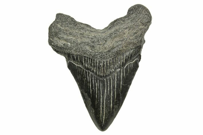 Fossil Megalodon Tooth - South Carolina #370033